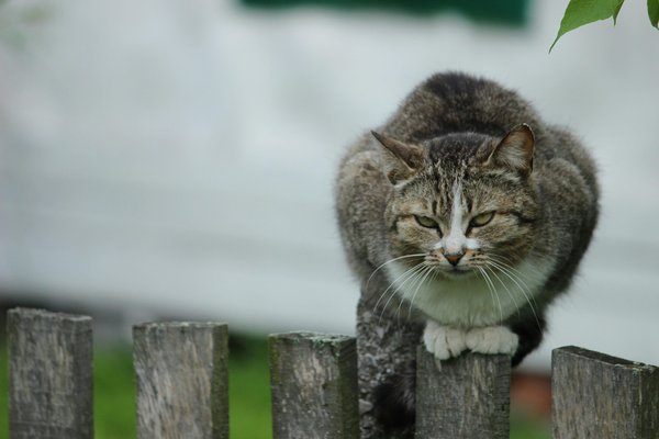 Tout savoir sur le chat pixie bob : un compagnon unique